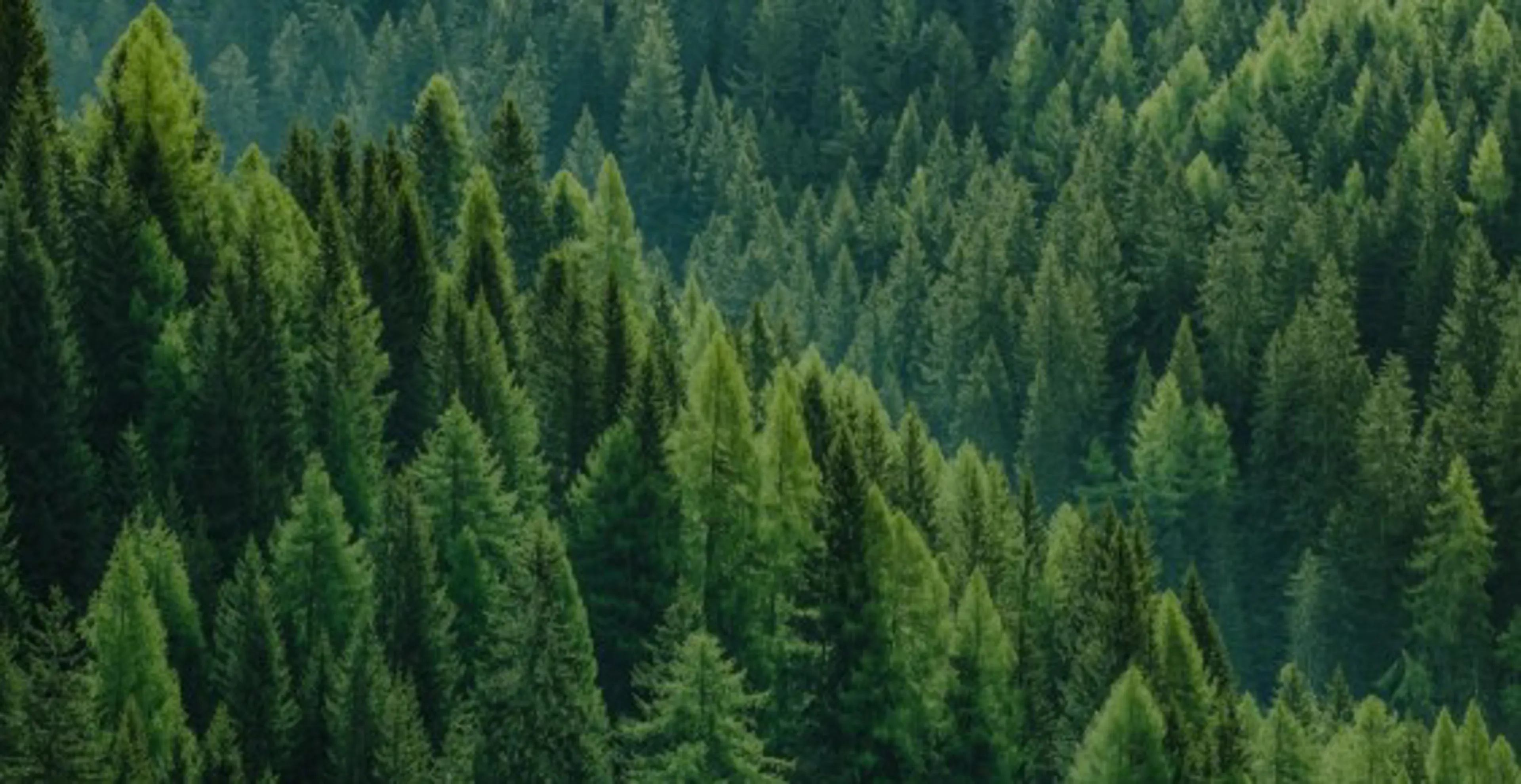 SUSTAINABLE CREATIVITY